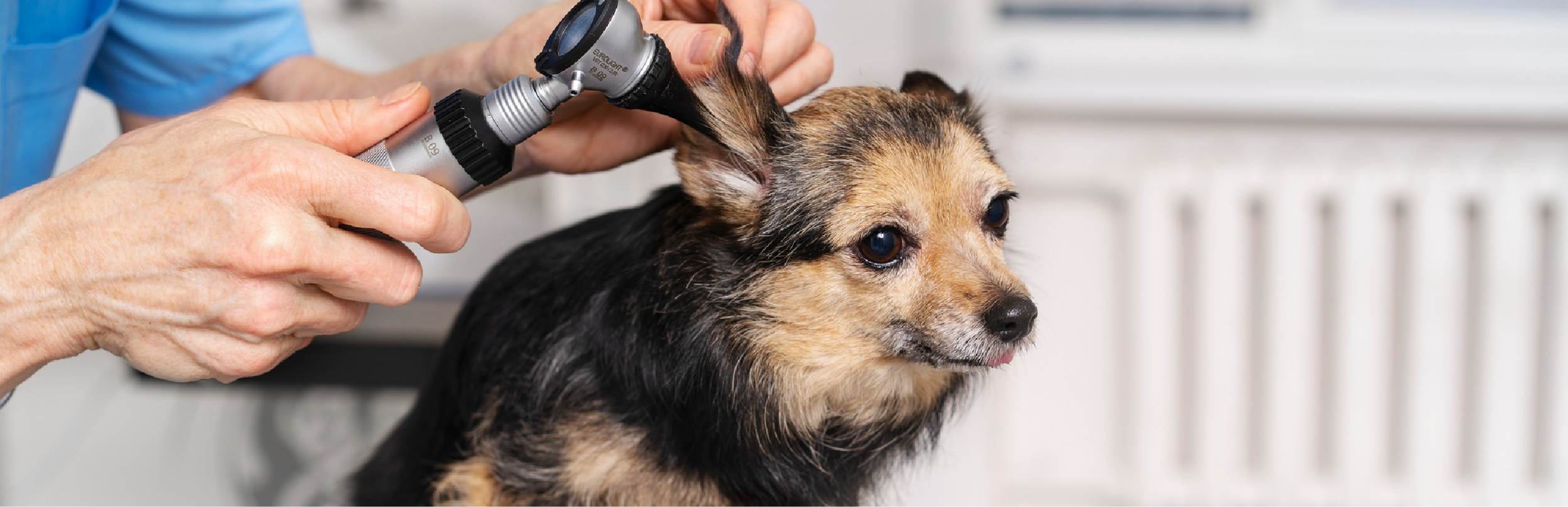 Deficiencia nutricional que causa alopecia en perros